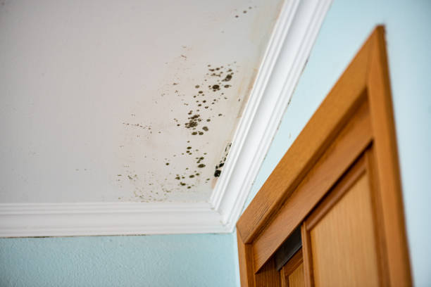 Best Toxic Mold Removal  in Lawrenceburg, IN