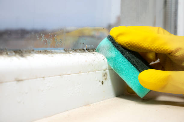 Mold Testing and Removal in Lawrenceburg, IN