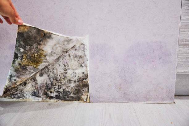 Best Local Mold Removal Service  in Lawrenceburg, IN